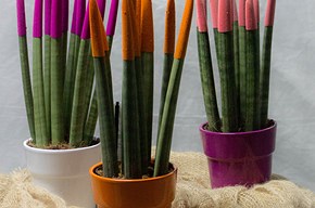 Sansevieria cilindrica color piccola